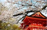 探索日本的91种文化入口，感受独特的风土人情与魅力。